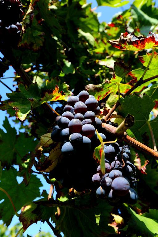 Agriturismo Trere 파엔차 외부 사진