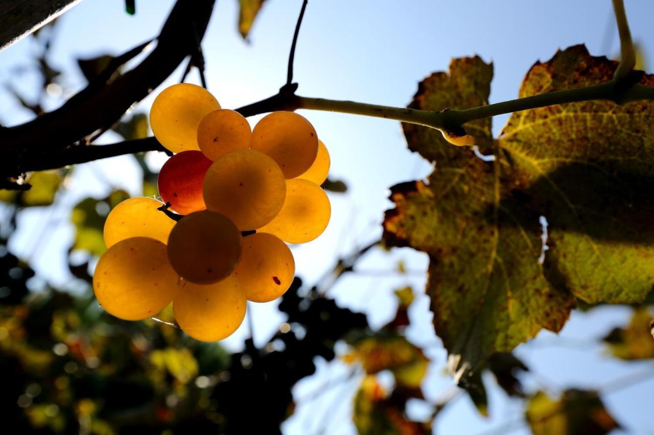 Agriturismo Trere 파엔차 외부 사진